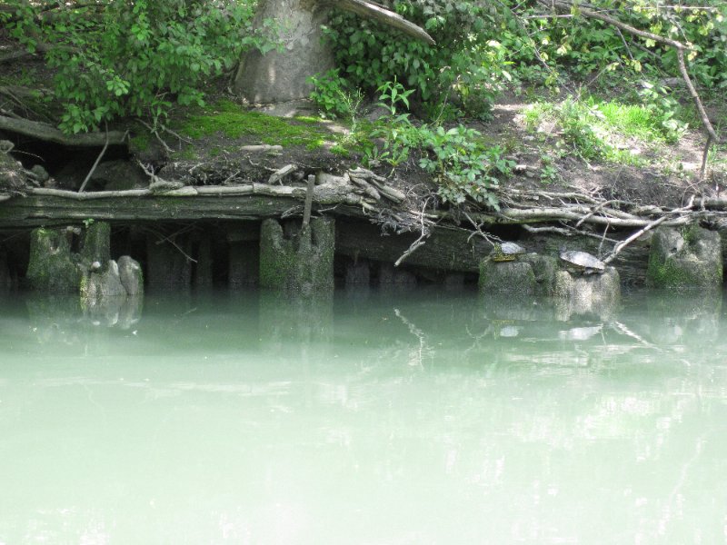 NorthShoreChannel052310-0943.jpg - Turtles