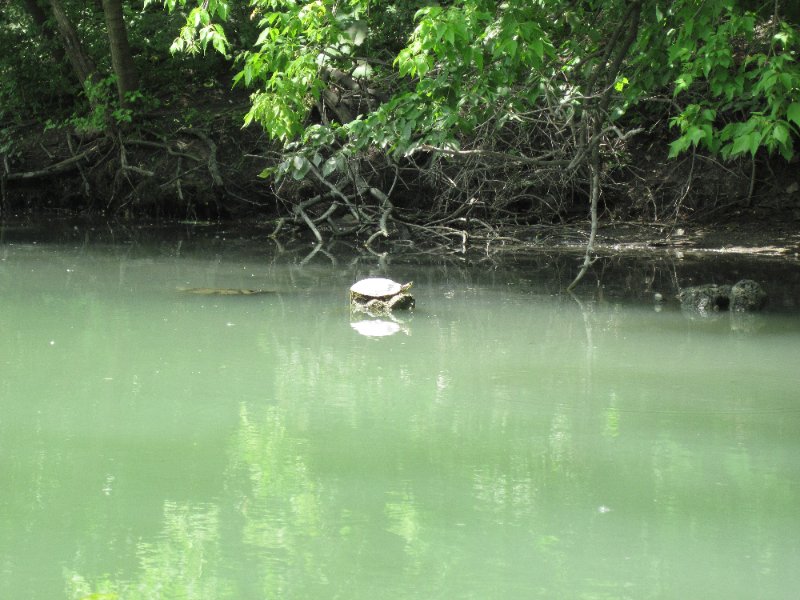 NorthShoreChannel052310-0945.jpg - Turtle