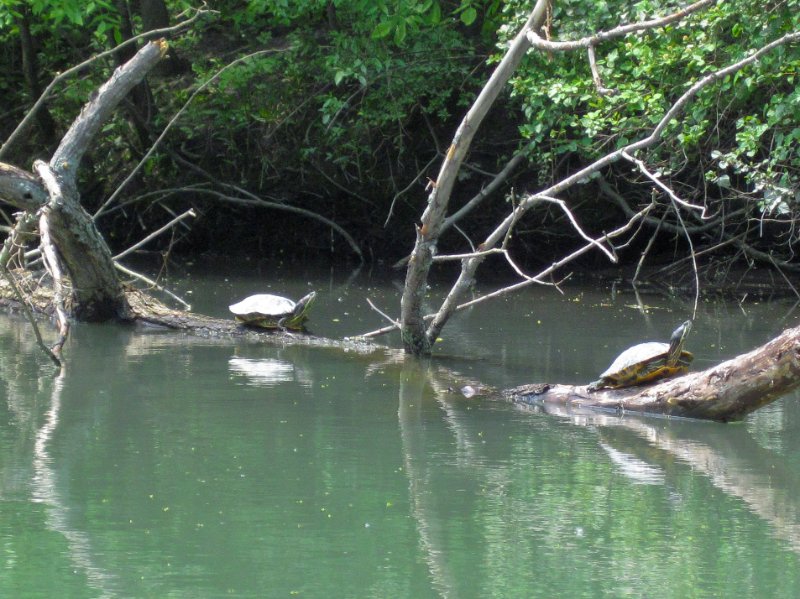 NorthShoreChannel052310-0946.jpg - Turtles on branches