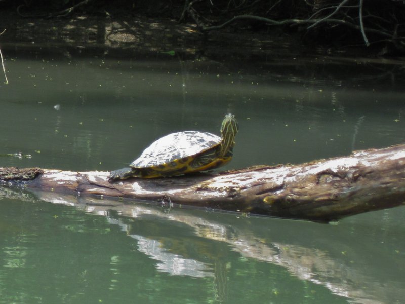 NorthShoreChannel052310-0947.jpg - Turtles on branches