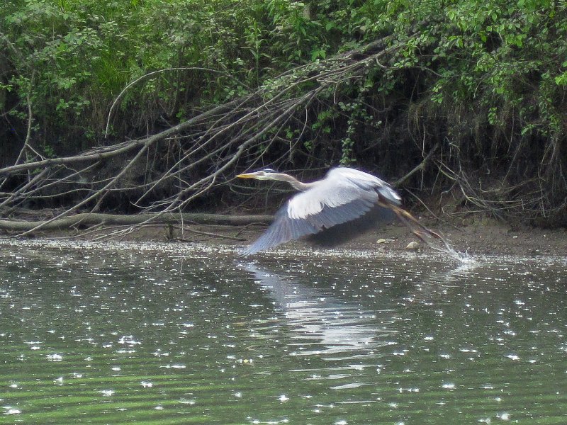 NorthShoreChannel052310-0950.jpg - Great Blue Heron