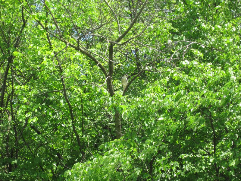 NorthShoreChannel052310-0957.jpg - Black-Crowned Night Heron