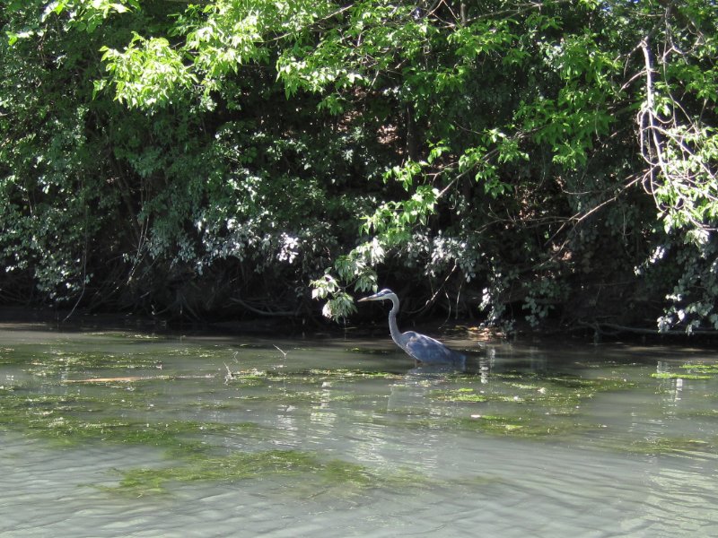 IMG_1177.jpg - Great Blue Heron