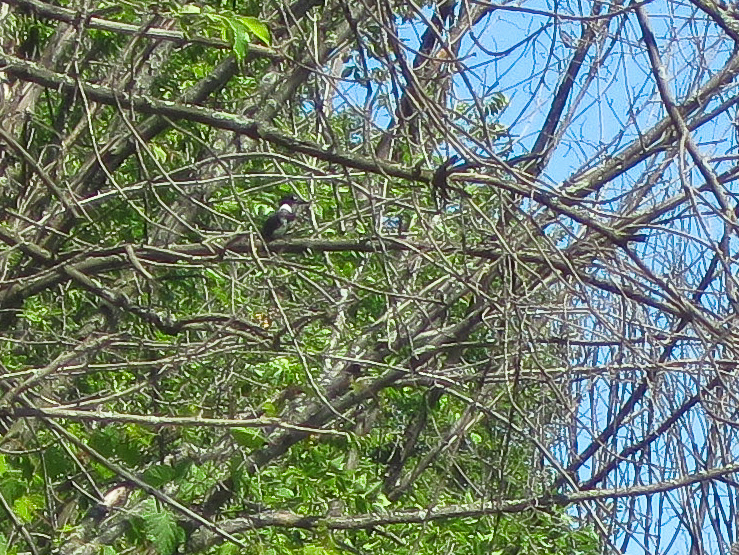 IMG_1178.jpg - Kingfisher - very shy, difficult to photograph