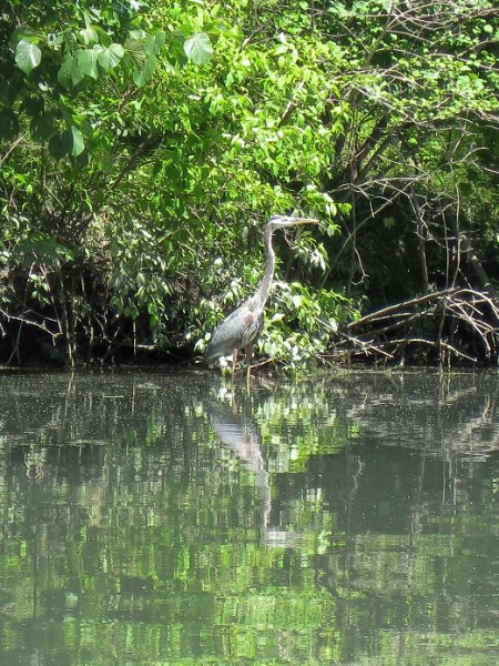 IMG_1187.jpg - Great Blue Heron
