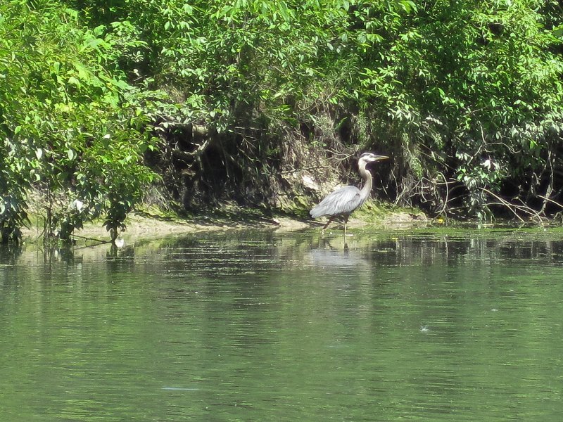 IMG_1189.jpg - Great Blue Heron