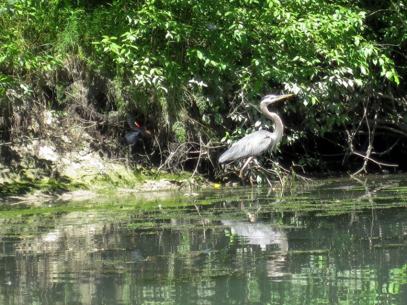IMG_1191.jpg - Great Blue Heron being pesterd by a Red-Winged Blackbird