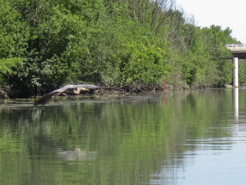 IMG_1192.jpg - Great Blue Heron, Dempster Street Bridge, background