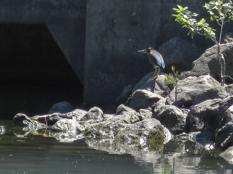 IMG_1200.jpg - Green Heron roosting by a storm water outlet