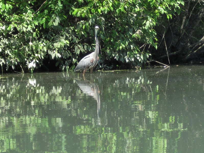 IMG_1205.jpg - Great Blue Heron
