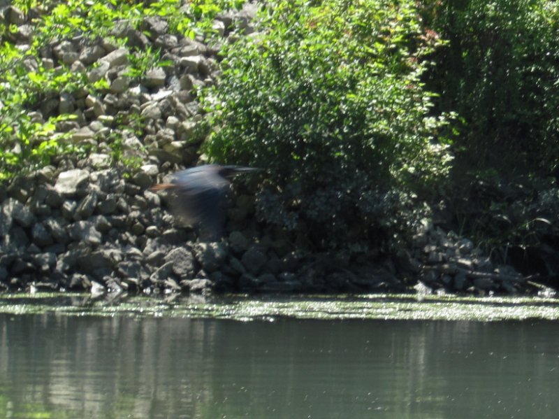 IMG_1206.jpg - Green Heron Flying