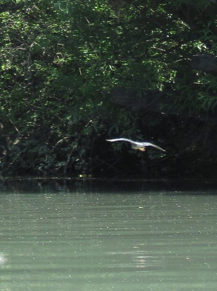 IMG_1212.jpg - Green Heron Flying