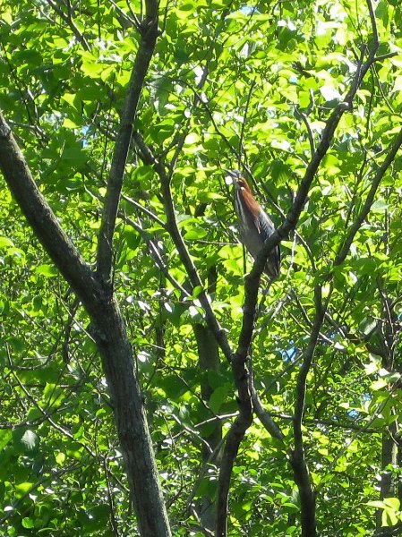 IMG_1217.jpg - Green Heron