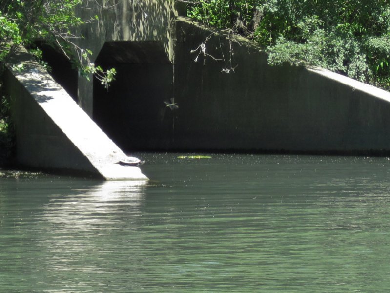 IMG_1223.jpg - Turtle sunning on a storm water outlet