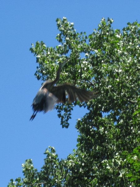 IMG_1247.jpg - Great Blue Heron flying
