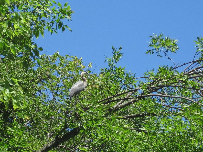 IMG_1253.jpg - Great Blue Heron