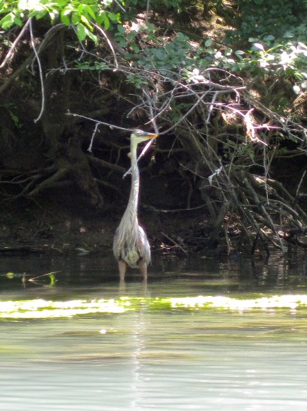 IMG_1272.jpg - Great Blue Heron