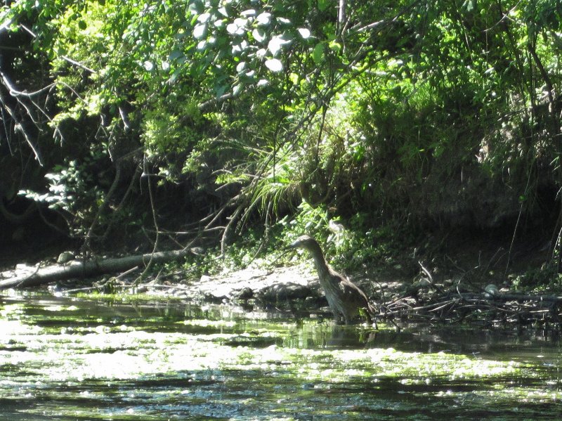 IMG_1273.jpg - American Bittern