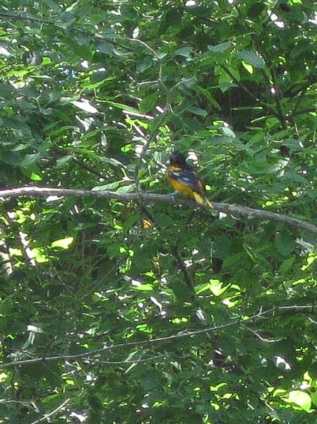IMG_1279.jpg - Oriole
