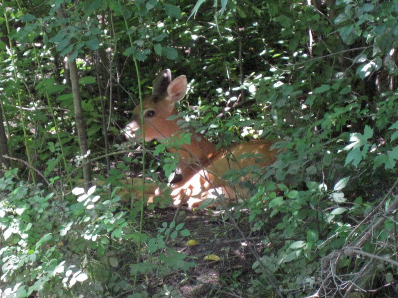 IMG_1290.jpg - Deer resting along the river bank