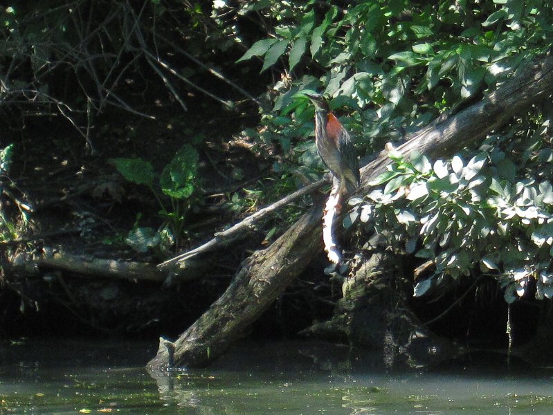 IMG_1295.jpg - Green Heron