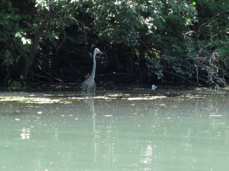 IMG_1299.jpg - Great Blue Heron