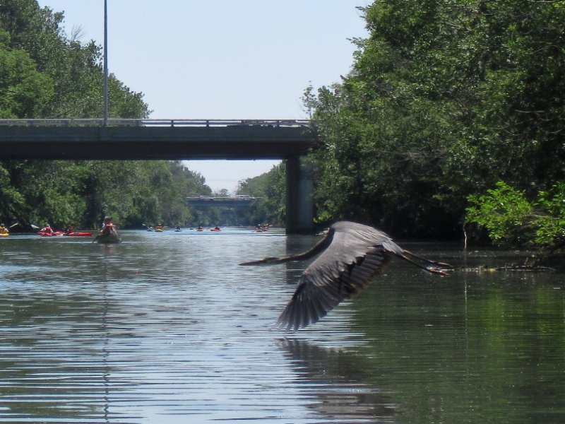 IMG_1302.jpg - Great Blue Heron. Paddleing South toward Dempster St bridge