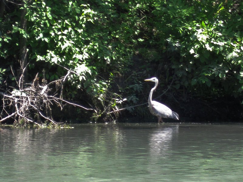 IMG_1303.jpg - Great Blue Heron