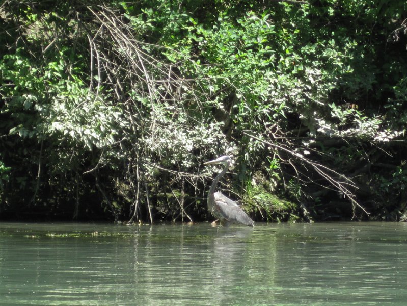 IMG_1308.jpg - Great Blue Heron