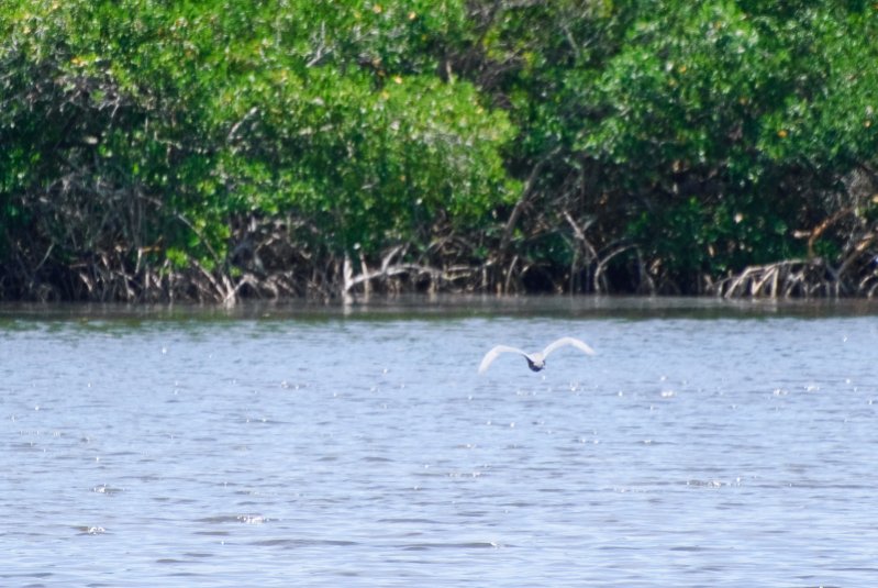 Captiva051310-3001.jpg - Ding Darling