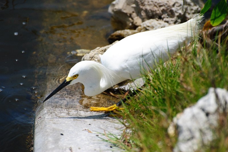 Captiva051310-3012.jpg - Ding Darling