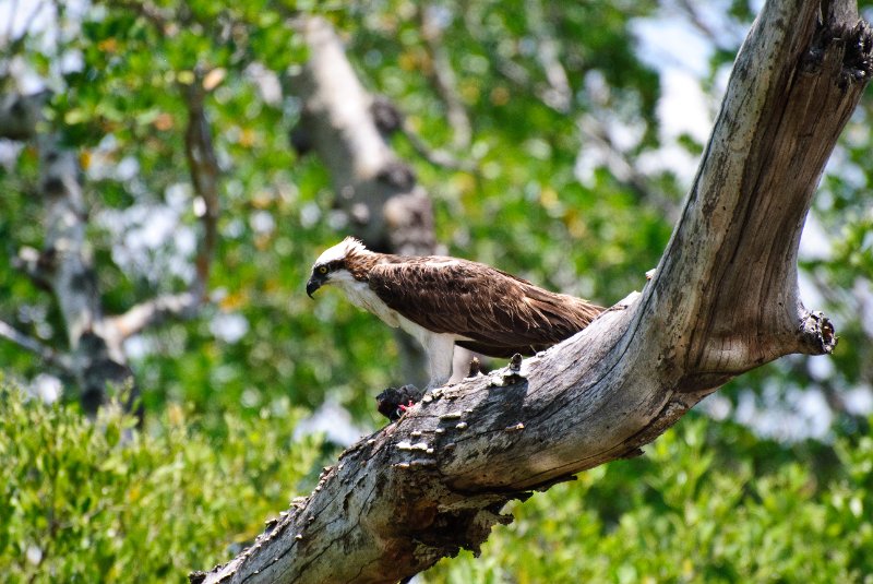 Captiva051310-3037.jpg - Ding Darling