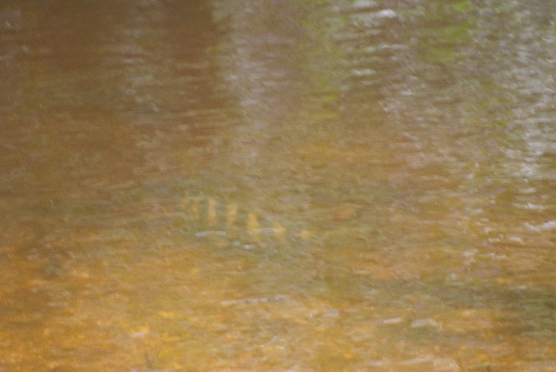 Captiva051310-3039.jpg - Ding Darling