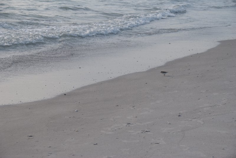 Captiva051310-2857.jpg - Sunset on the Captiva Beach by the Mucky Duck