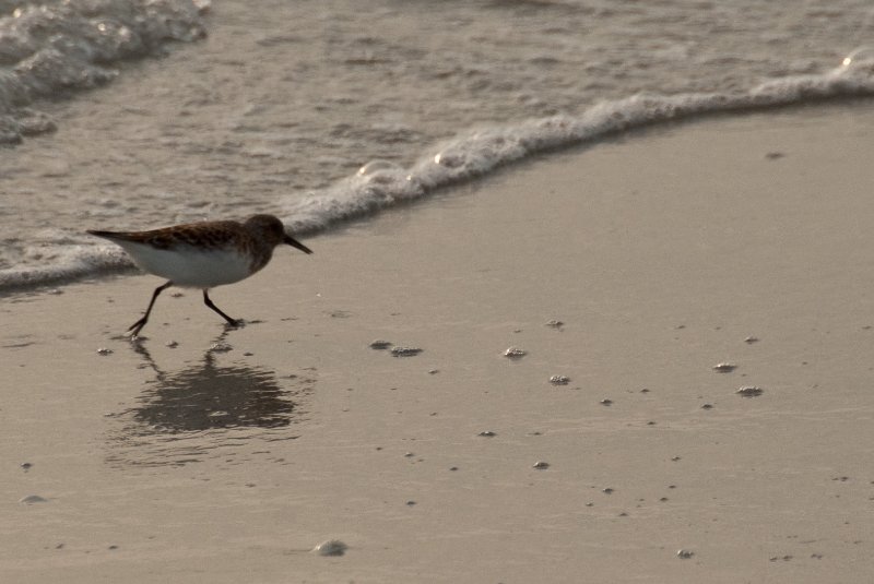 Captiva051310-2861.jpg - Sunset on the Captiva Beach by the Mucky Duck