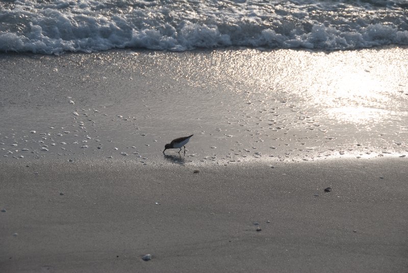 Captiva051310-2866.jpg - Sunset on the Captiva Beach by the Mucky Duck