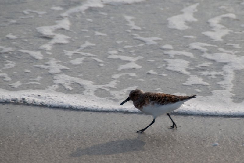 Captiva051310-2873.jpg - Sunset on the Captiva Beach by the Mucky Duck