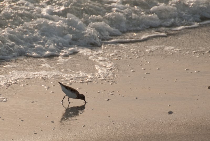 Captiva051310-2886.jpg - Sunset on the Captiva Beach by the Mucky Duck