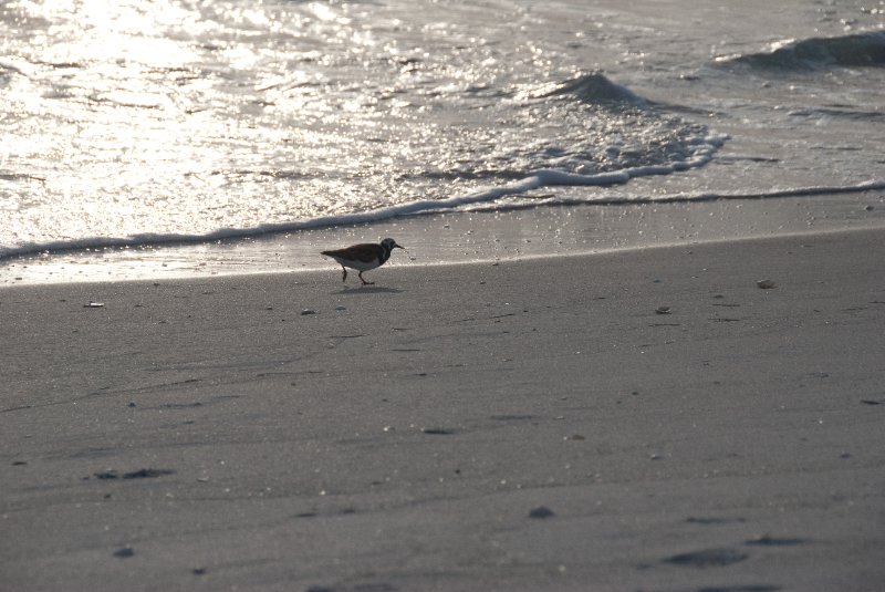 Captiva051310-2895.jpg - Sunset on the Captiva Beach by the Mucky Duck