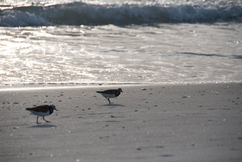 Captiva051310-2909.jpg - Sunset on the Captiva Beach by the Mucky Duck