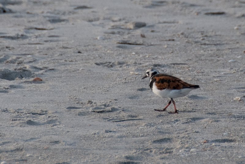 Captiva051310-2919.jpg - Sunset on the Captiva Beach by the Mucky Duck