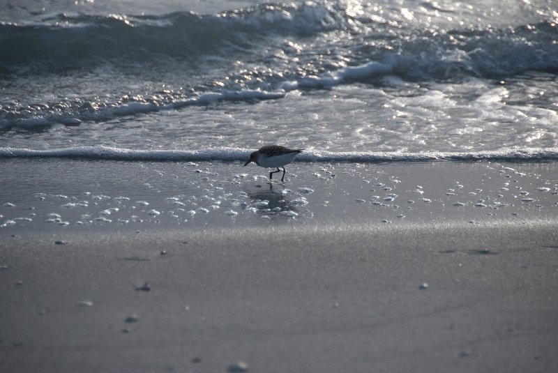 Captiva051310-2924.jpg - Sunset on the Captiva Beach by the Mucky Duck