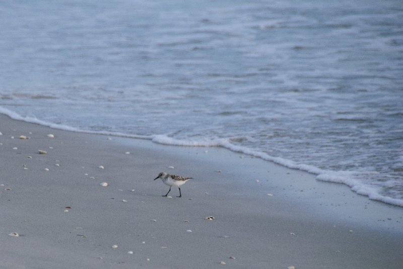 Captiva051310-2948.jpg - Sunset on the Captiva Beach by the Mucky Duck