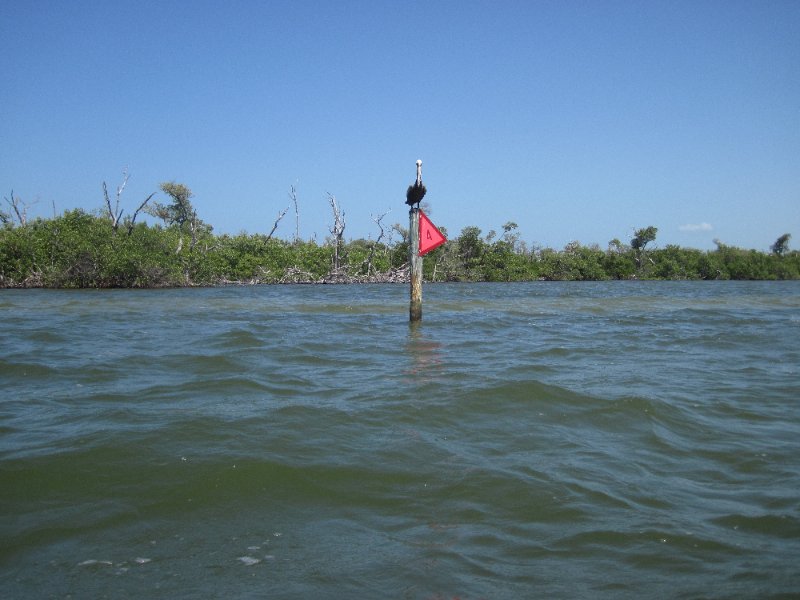 Captiva051310-0567.jpg - Kayak Captiva:  Pine Island Sound, McCarthy Marina to Chadwick's Bayou