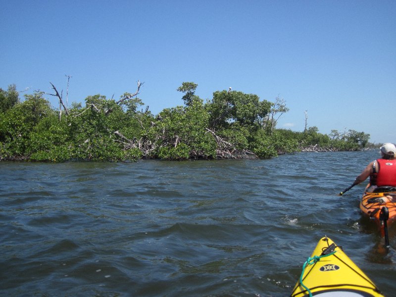 Captiva051310-0570.jpg - Kayak Captiva:  Pine Island Sound, McCarthy Marina to Chadwick's Bayou