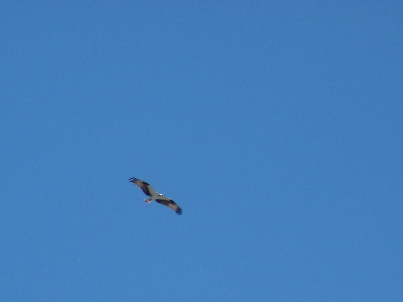 Captiva051310-0600.jpg - Kayak Captiva:  Pine Island Sound, McCarthy Marina to Chadwick's Bayou