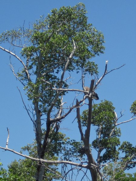 Captiva051310-0603.jpg - Kayak Captiva:  Pine Island Sound, McCarthy Marina to Chadwick's Bayou