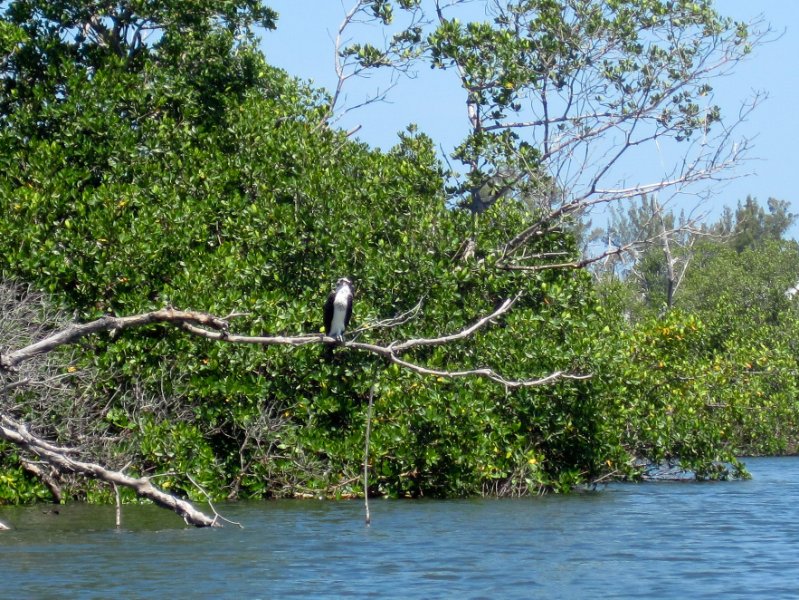 Captiva051310-0611.jpg - Kayak Captiva:  Pine Island Sound, McCarthy Marina to Chadwick's Bayou
