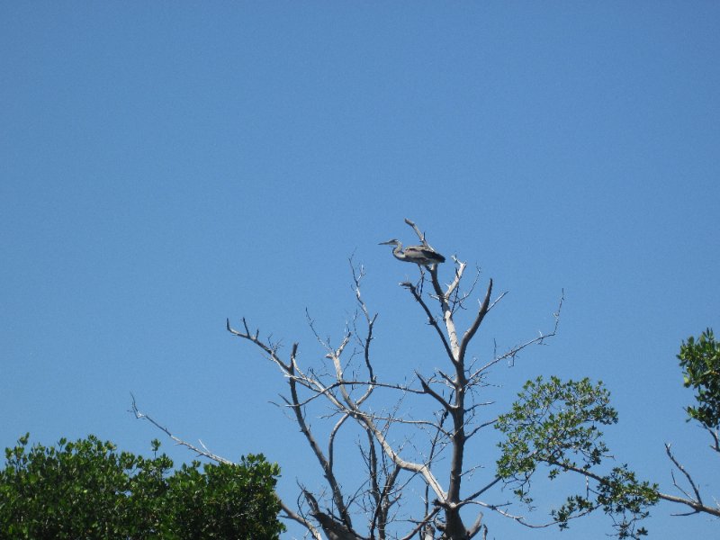 Captiva051310-0623.jpg - Kayak Captiva:  Pine Island Sound, McCarthy Marina to Chadwick's Bayou