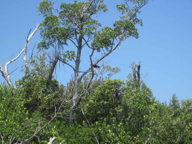 Captiva051310-0582.jpg - Kayak Captiva:  Pine Island Sound, McCarthy Marina to Chadwick's Bayou